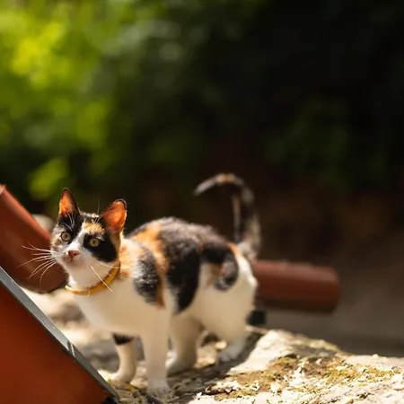 Maison d'hôtes Nechorka 3*
